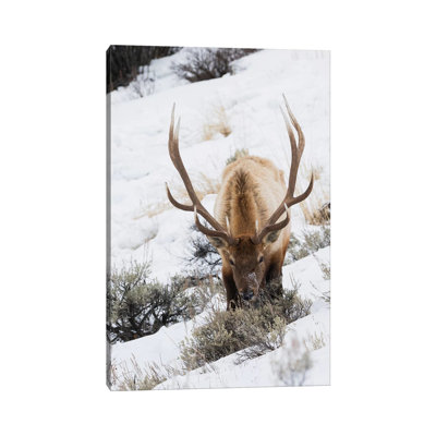 Rocky Mountain bull elk, winter survival 1 Piece Wrapped Canvas Wall Art