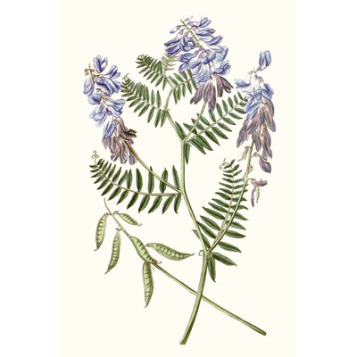 Graceful Botanical V by Vision Studio - Wrapped Canvas Painting