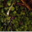 Vredenburgh Garden Stake