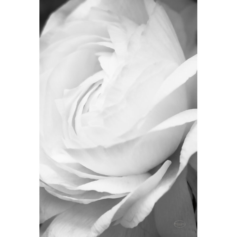 Black And White Petals II by Brookview Studio - Wrapped Canvas Print, 91cm H x 61cm W x 3.8cm D
