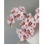 Phalaenopsis Orchidée Blanche 23 po-1877715662-1877715663