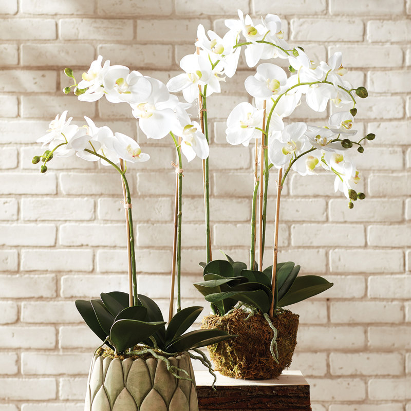 Conservatory Orchid Drop-In, 30" H x 8" W x 8" D