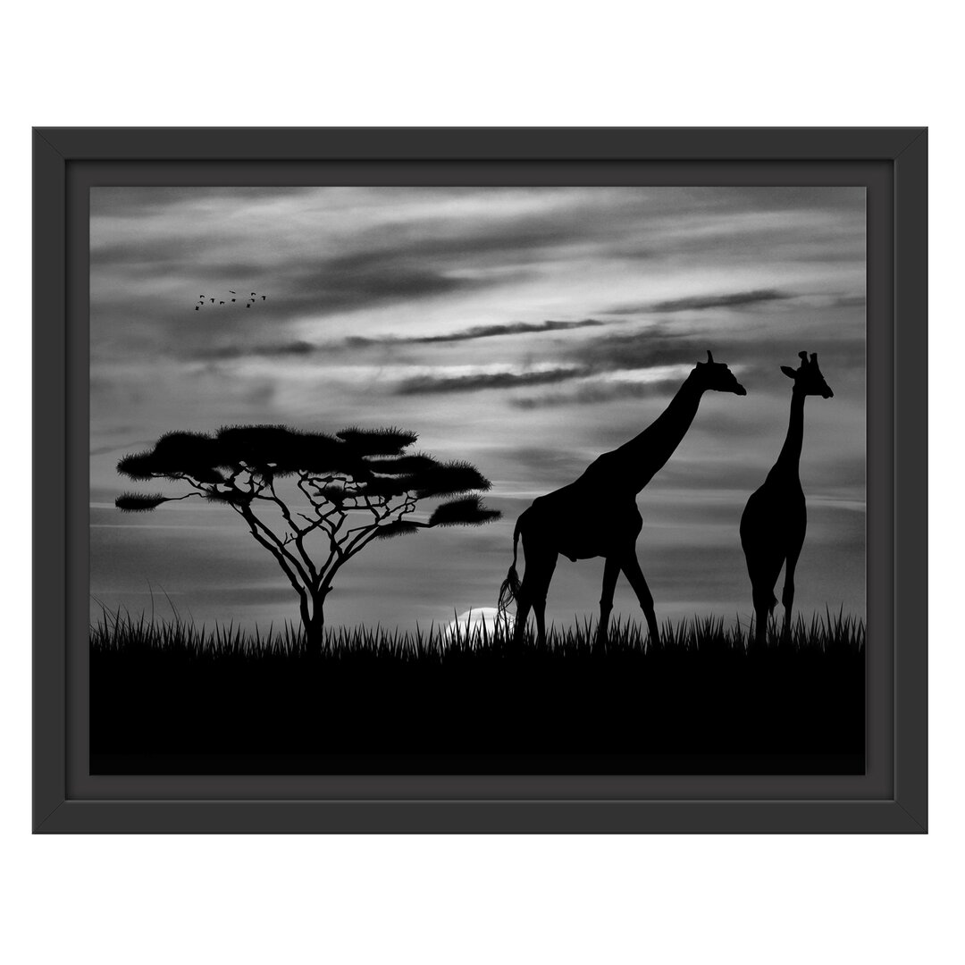 Gerahmtes Poster African Giraffes at Sunset