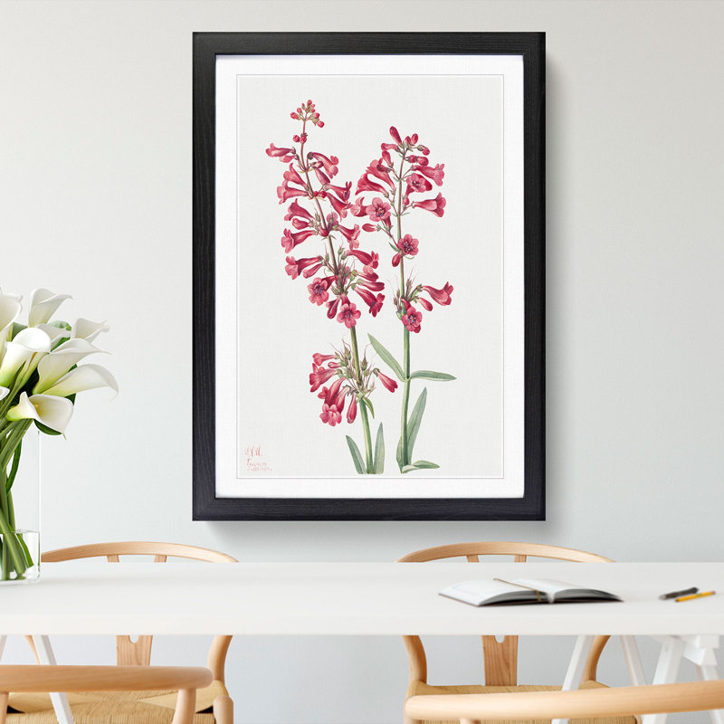 Parrys Penstemon by Mary Vaux Walcott - Framed Print, Black Framed, 65cm H x 48cm W x 2cm D