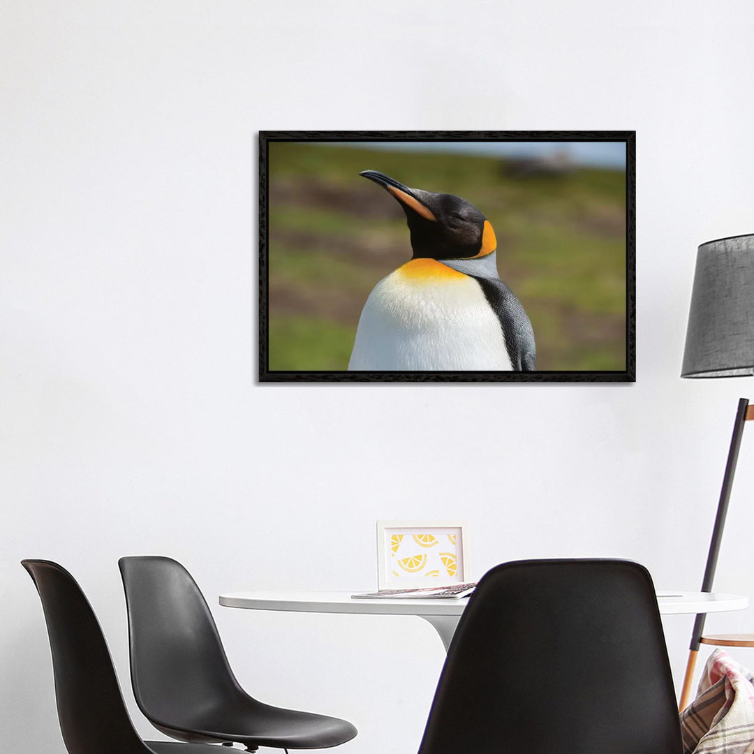 Portrait Of A King Penguin, Aptenodytes Patagonica. von Sergio Pitamitz - Galerie-verpackte Leinwand Giclée