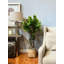 Green Ficus in Beige Bamboo Planter