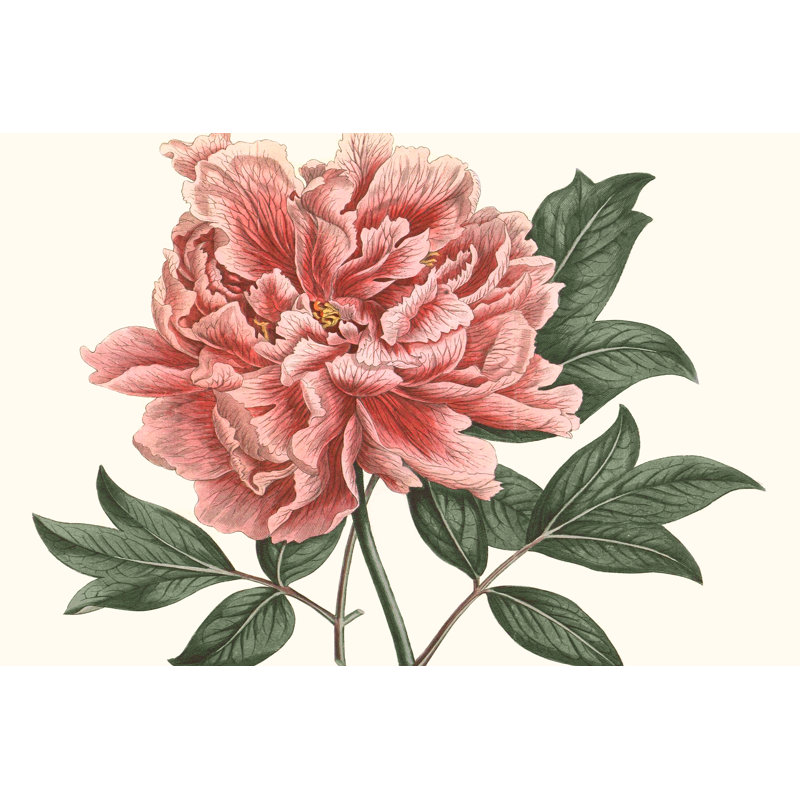 «Peony Blush I», peinture sur toile, H 8 po x l 12 po