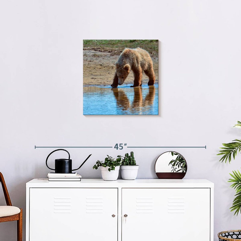 Grizzly ronce dans le parc national de Katmai, H 20 po x l 20 po