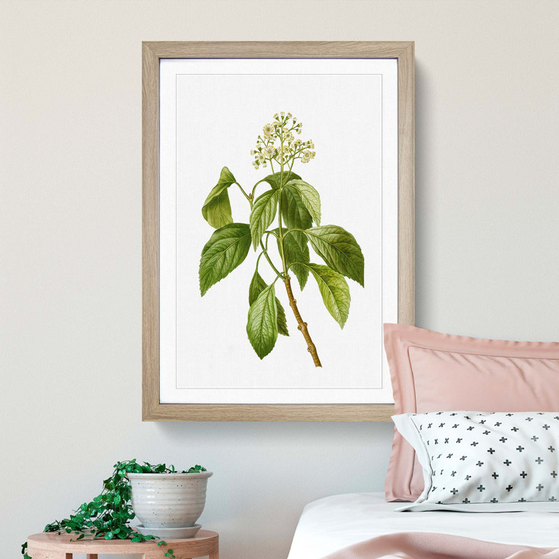 Climbing Hydrangea by Pierre-Joseph Redoute - Picture Frame Painting Print, 48cm H x 36cm W x 2cm D, Oak Framed