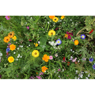 Colourful Meadow Flowers by Ev-Lcmn - Wrapped Canvas Print