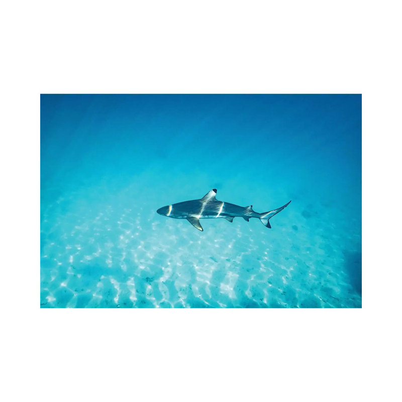 Sun Rays Reef Shark by James Vodicka - Wrapped Canvas Gallery-Wrapped Canvas Giclée, 20.32 cm H x 30.48 cm W