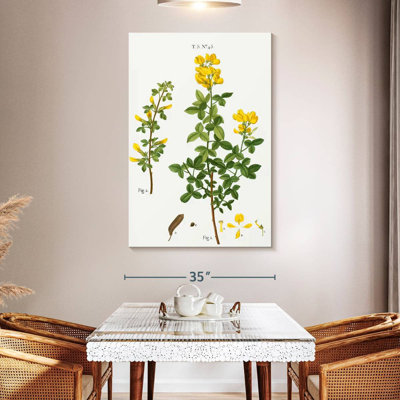 Cytisus cytisus biflorus Keiri