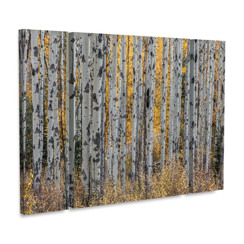 « aspen trees », reproduction de photo à multiples images sur toile tendue, H 24 po x l 32 po x P 2 po