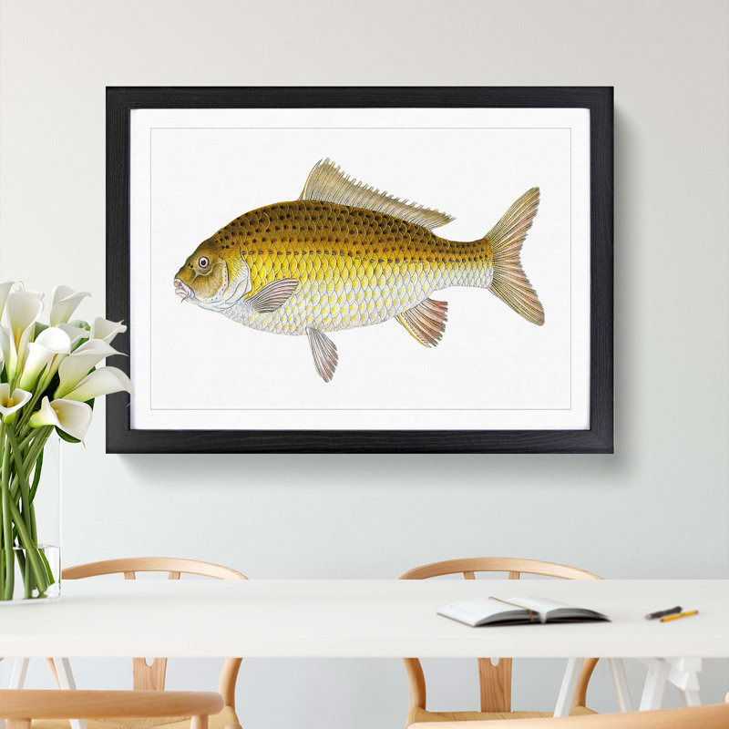 Yellow Carp Fish by Edward Donovan - Framed Print, 36cm H x 48cm W x 2cm D, Black Framed