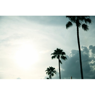 Spadafore Palm Trees - Wrapped Canvas Print