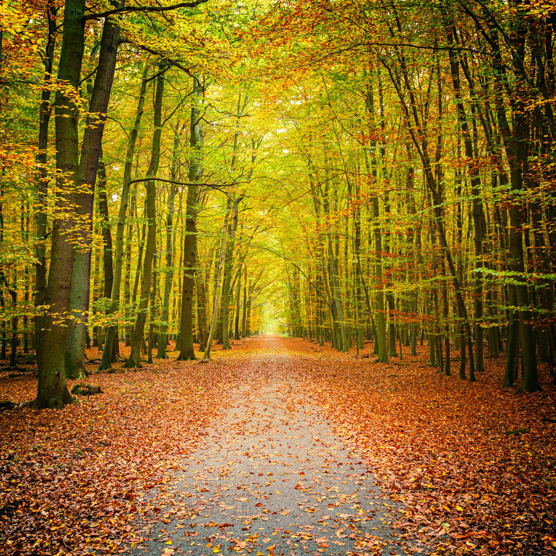 Forest In Autumn - Wrapped Canvas Print, 51cm H x 51cm W x 3.8cm D