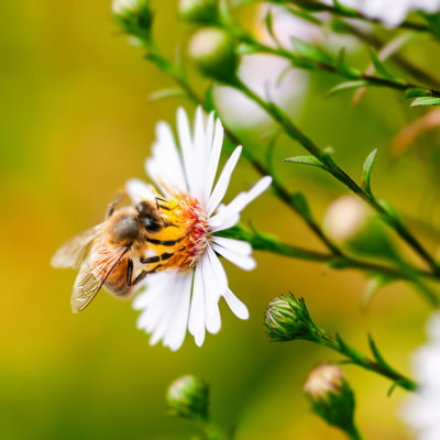 Abeille à miel Emilo rassemblant des fleurs de pollen et de marguerites sur toile