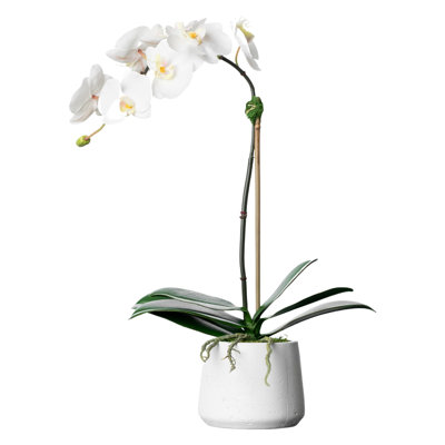 Orchid Floral Arrangements in Planter