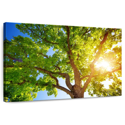 Harnek Oak Tree Foliage