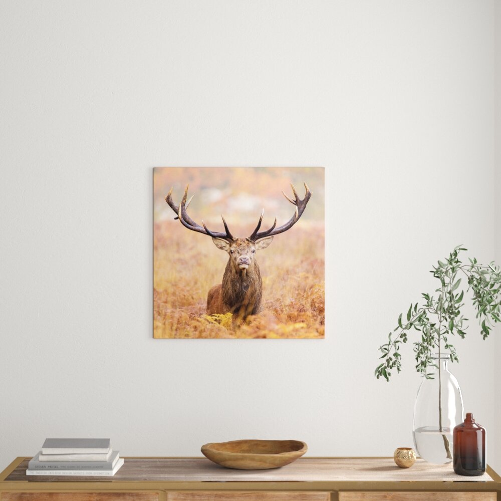 Fotodruck Big Stag in a Field