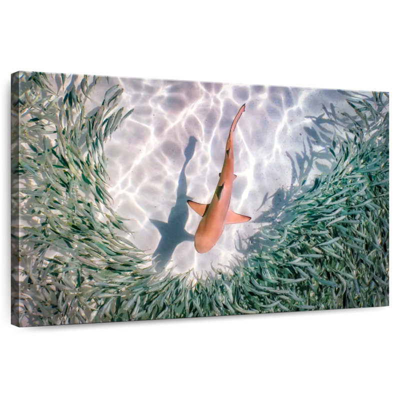 Brampt Baby Blacktip Reef Shark, 8" H x 12" W