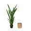 Pot Snake Plant