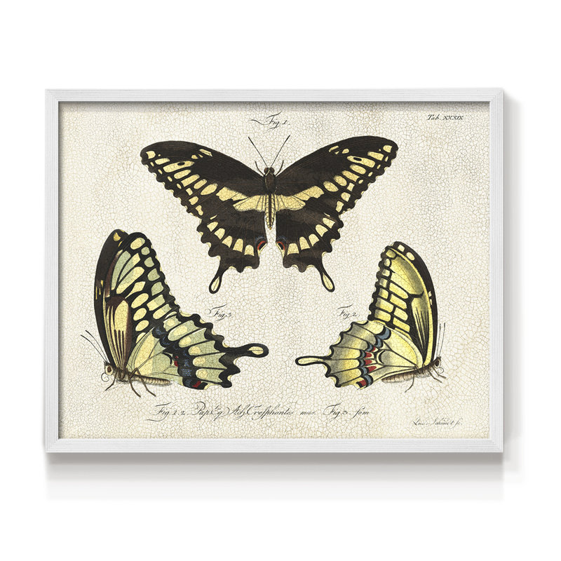 «Crackled Butterflies I», reproduction encadrée, H 22 po x l 28 po, Blanc