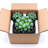 MistFoliage Yue Ying Shou Succulent - Live Potted Haworthia Succulent, Translucent Windows, Indoor Plant