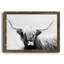 Highland Longhorn - Cadre flottant, reproduction de photo sur toile-557251676-557251675