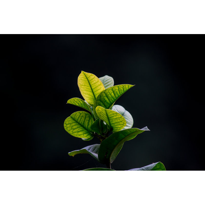 Hanging Leaves by Robbie Ross - Wrapped Canvas Print, 30cm H x 46cm W x 3.8cm D