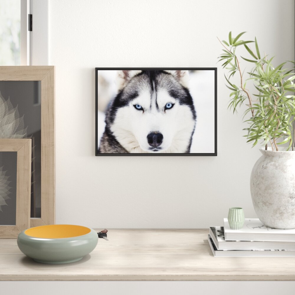 Gerahmtes Wandbild Husky