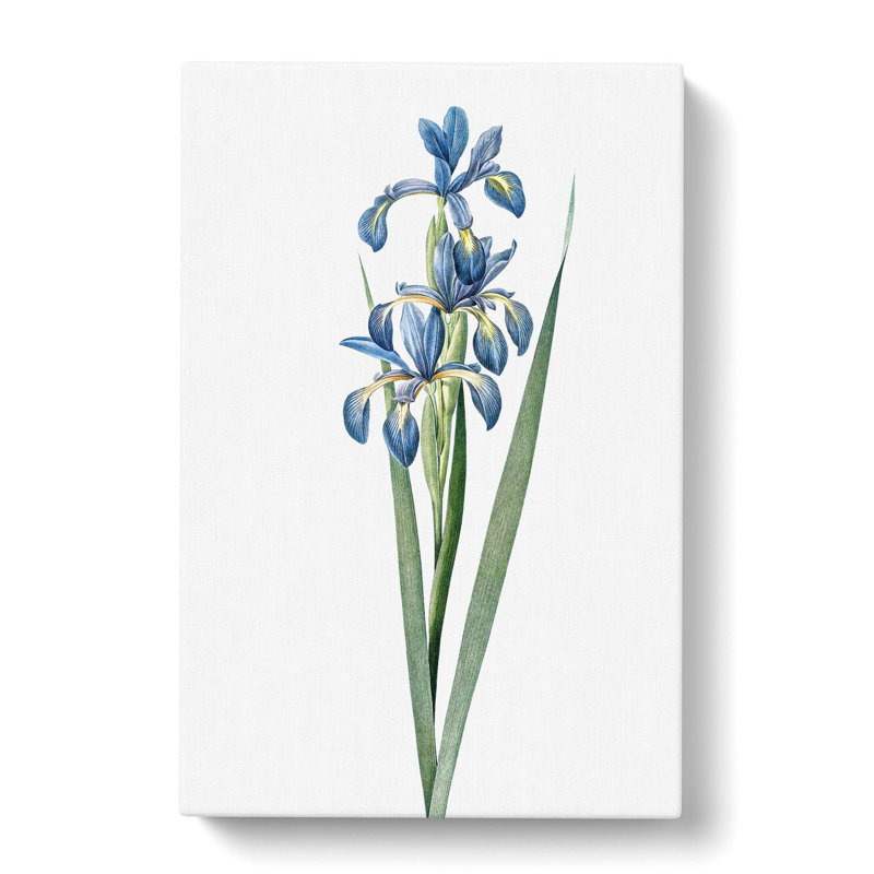 Blue Iris Flowers by Pierre-Joseph Redoute - Wrapped Canvas Painting Print, 60cm H x 40cm W x 3cm D