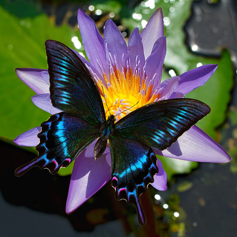 Adarrion Black Swallowtail - Wrapped Canvas Print, 30cm H x 30cm W x 3.8cm D