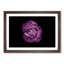 Purple Rose in the Shadows in Abstract - Picture Frame Graphic Art Print-55765172-55765173