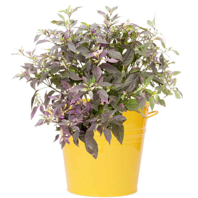 Pot à fleurs en acier galvanisé Venne