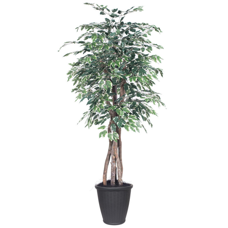 Ficus artificiel 72 po en pot, gris