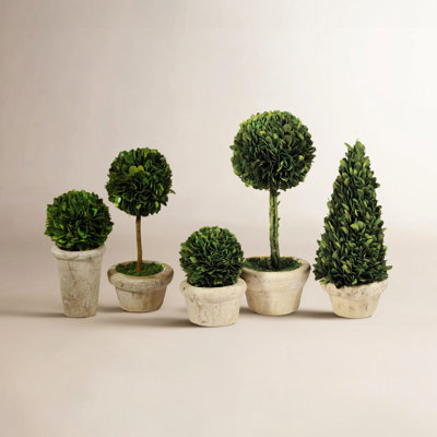 Alby Boxwood Topiary in Pot