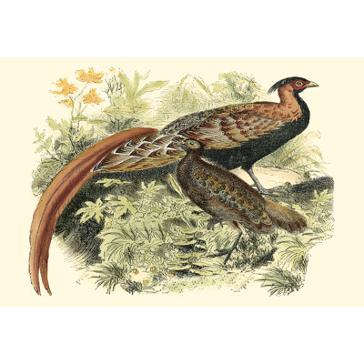 Pheasant Varieties VIII by Vision Studio - Wrapped Canvas Painting