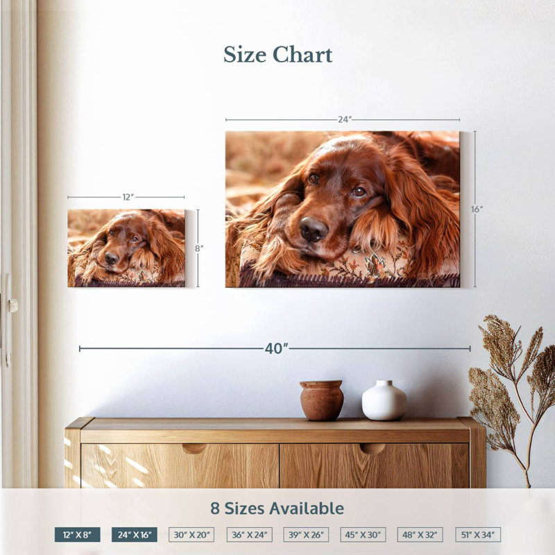 Setter irlandais Brampt, H 16 po x l 24 po