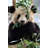 Cute Panda by TianYuanOnly - Wrapped Canvas Print