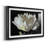 " WHITE PEONY "-375440288-375440291