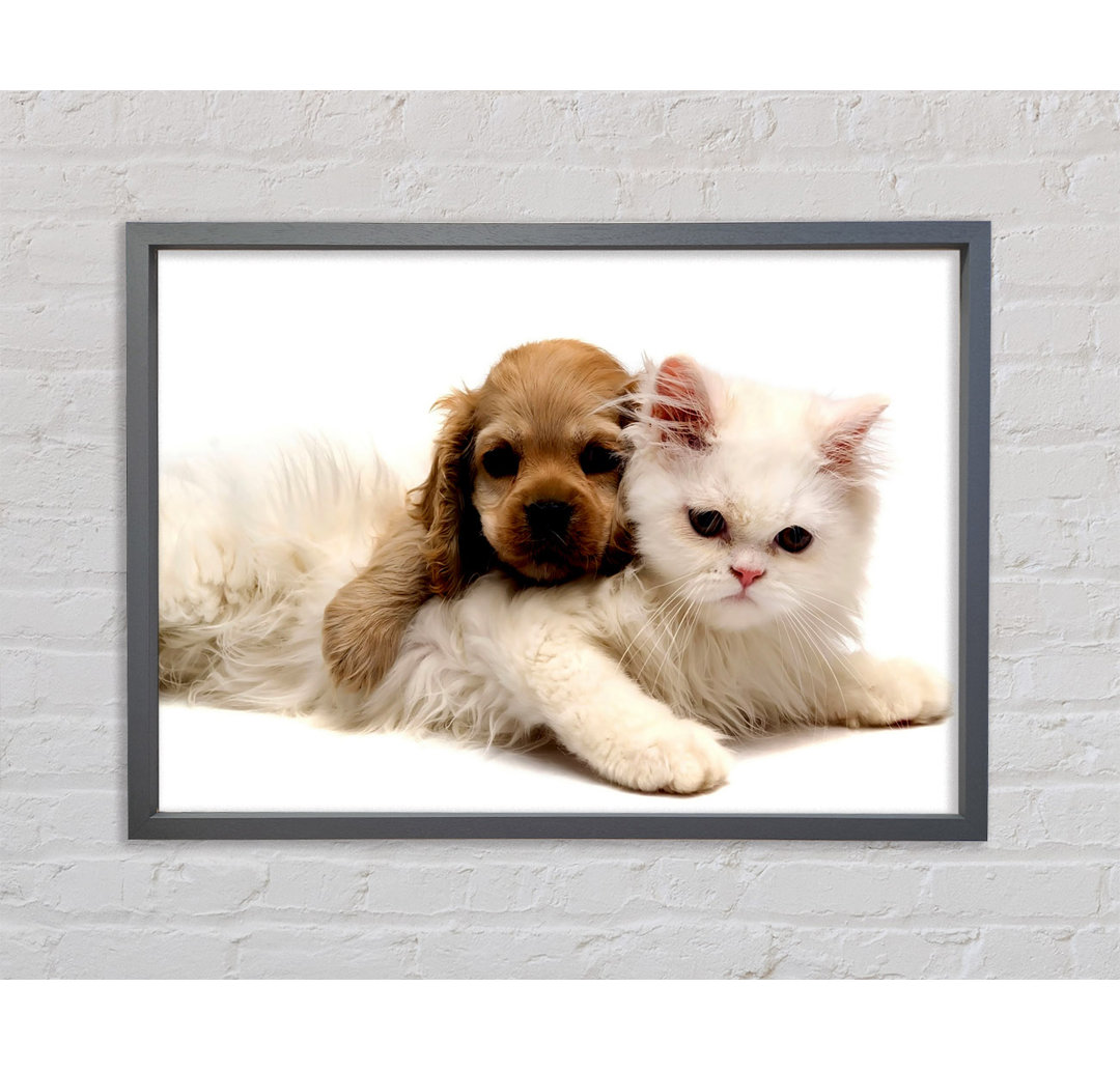 Puppy And Kitten Love - Einzelne Bilderrahmen Kunstdrucke auf Leinwand