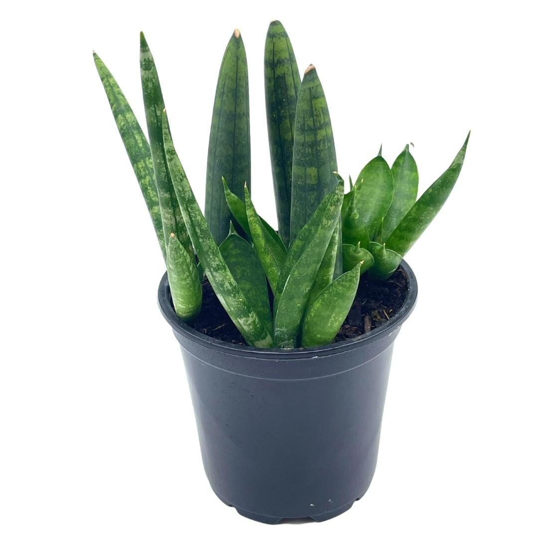 Sansevieria Cylndrica Boncel Starfish Snake Plant Cylindrical Snakeplant 4 Inc Florida House Plants