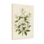 Plantes et fleurs Fleurs blanches avec feuilles vertes sur fond crème-733278425