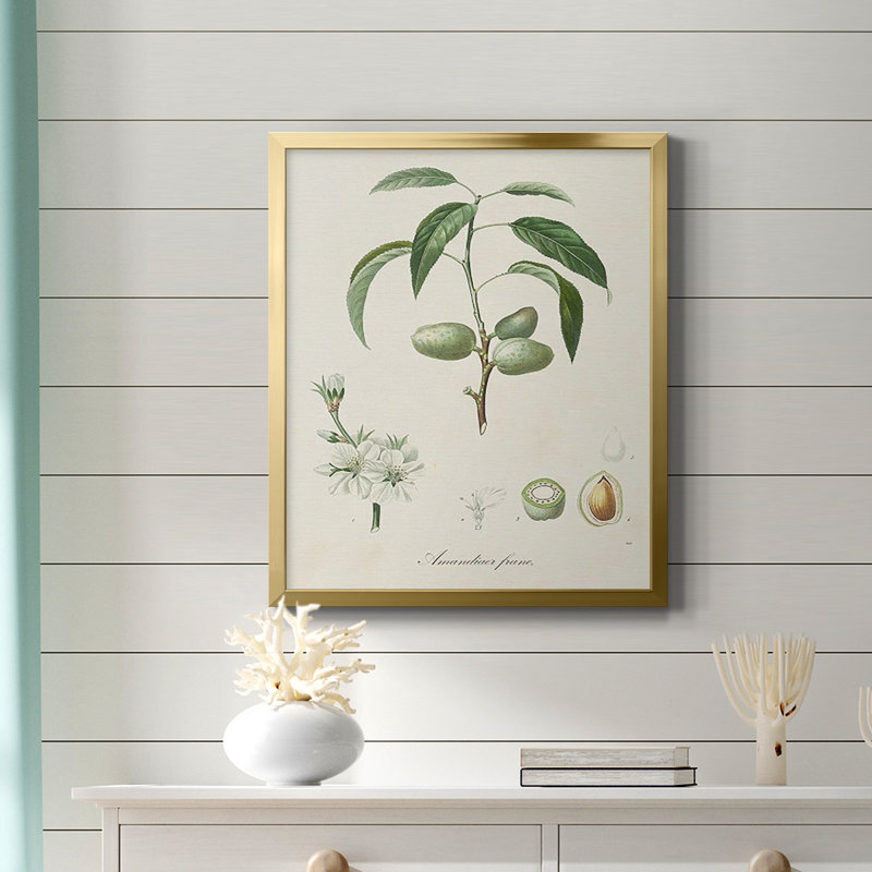Toile encadrée de qualité supérieure antique avec amande botanique I - prête à être accrochée, Or, H 24 po x l 20 po