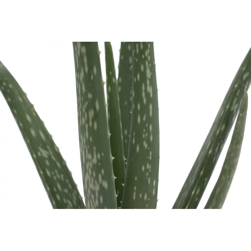 Aloe Succulent in Planter