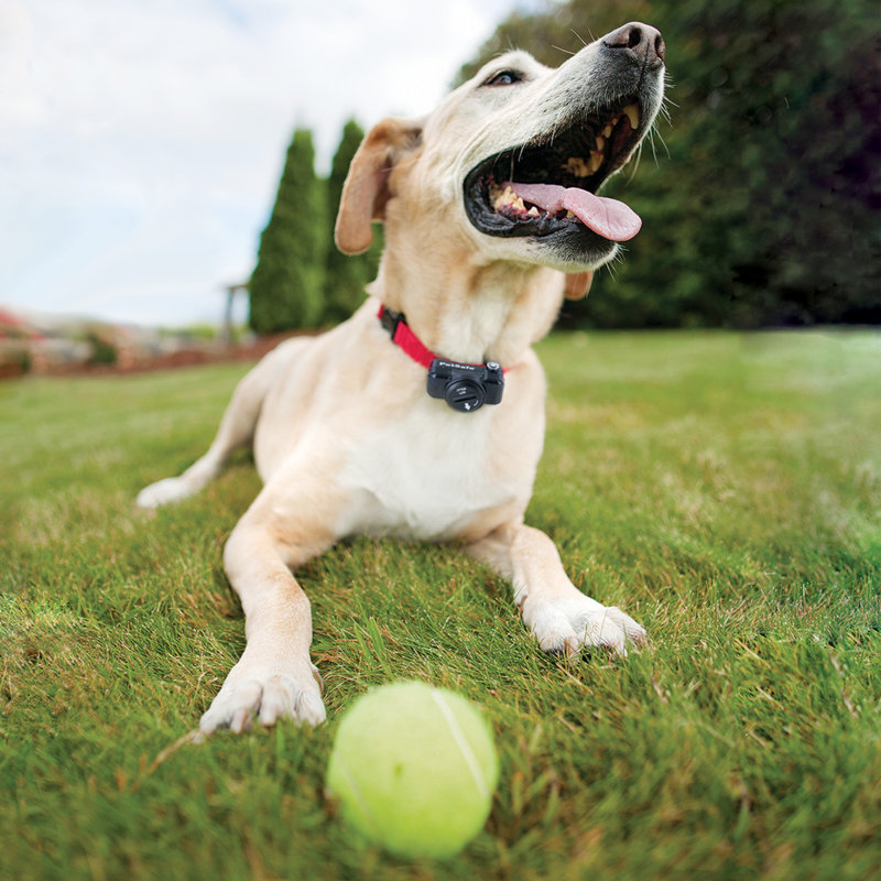 PetSafe® In-Ground Pet Fence