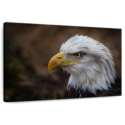 Aigle à tête blanche