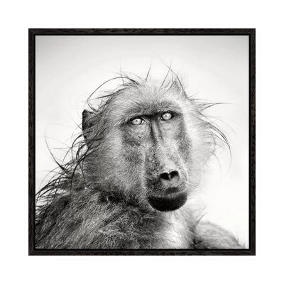 Wet Baboon Portrait by Johan Swanepoel - Print on Canvas