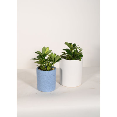 Upshining Live Fern Plant in Ceramic Pot